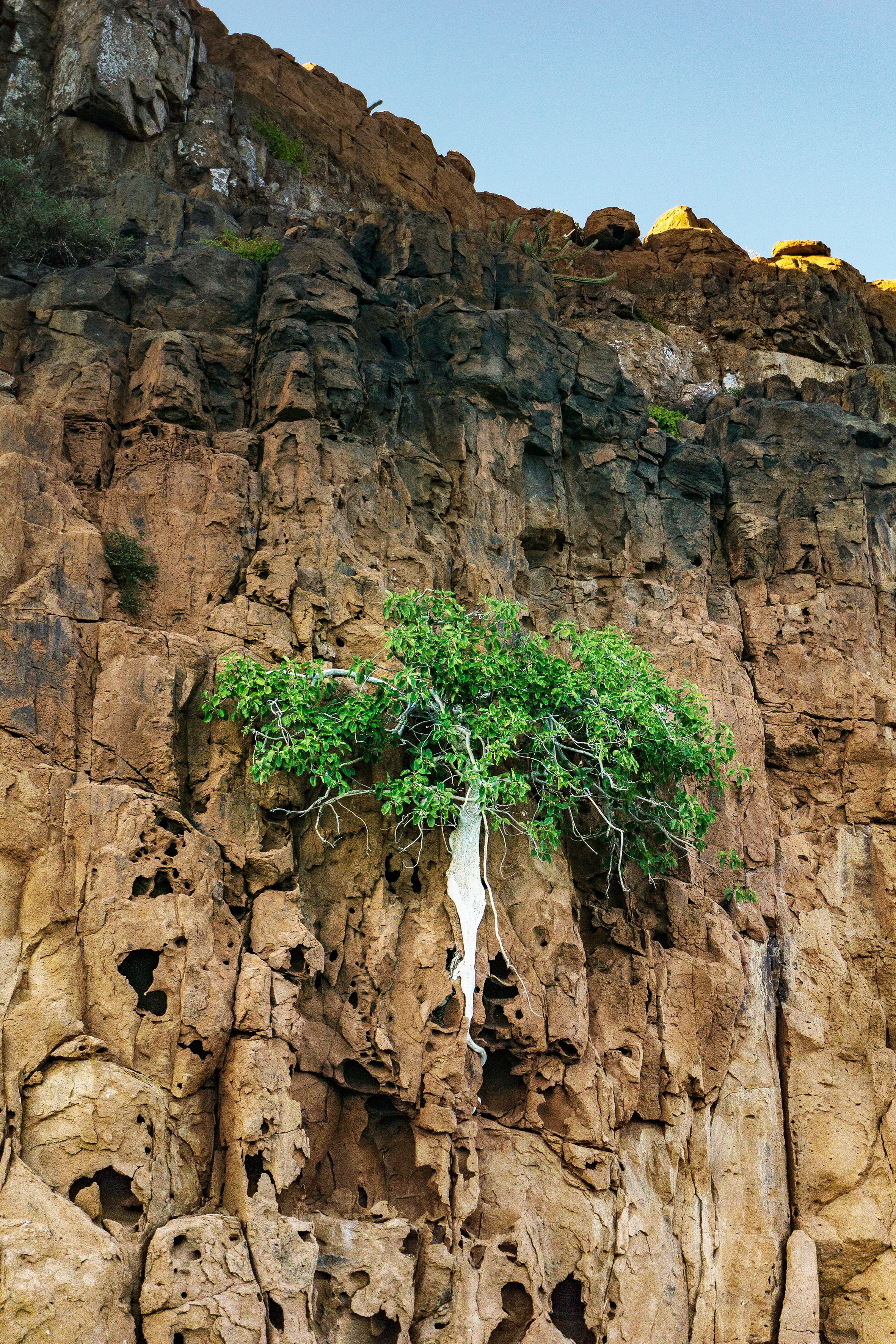 Resilient Tree Growing on Rocky Cliff Face · Free Stock Photo