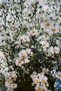 Close-up of Fresh White Daisies in Bloom Outdoors