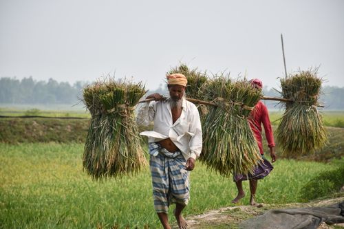 Free Two Bangladeshi farmers carrying bundles of harvested crops across a rural field. Stock Photo