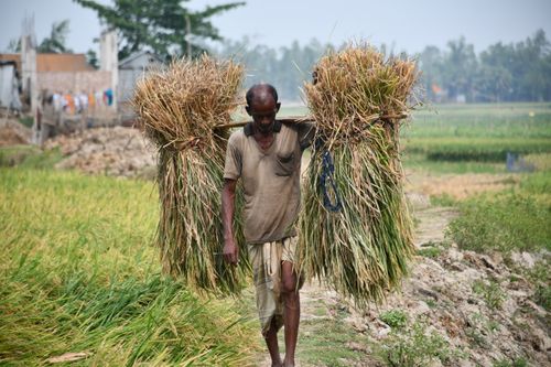 Free A Bangladeshi farmer carries bundles of harvested rice through a lush field. Stock Photo