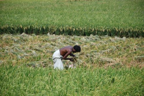 Free A farmer harvesting rice in Rangpur, capturing traditional agriculture in Bangladesh. Stock Photo
