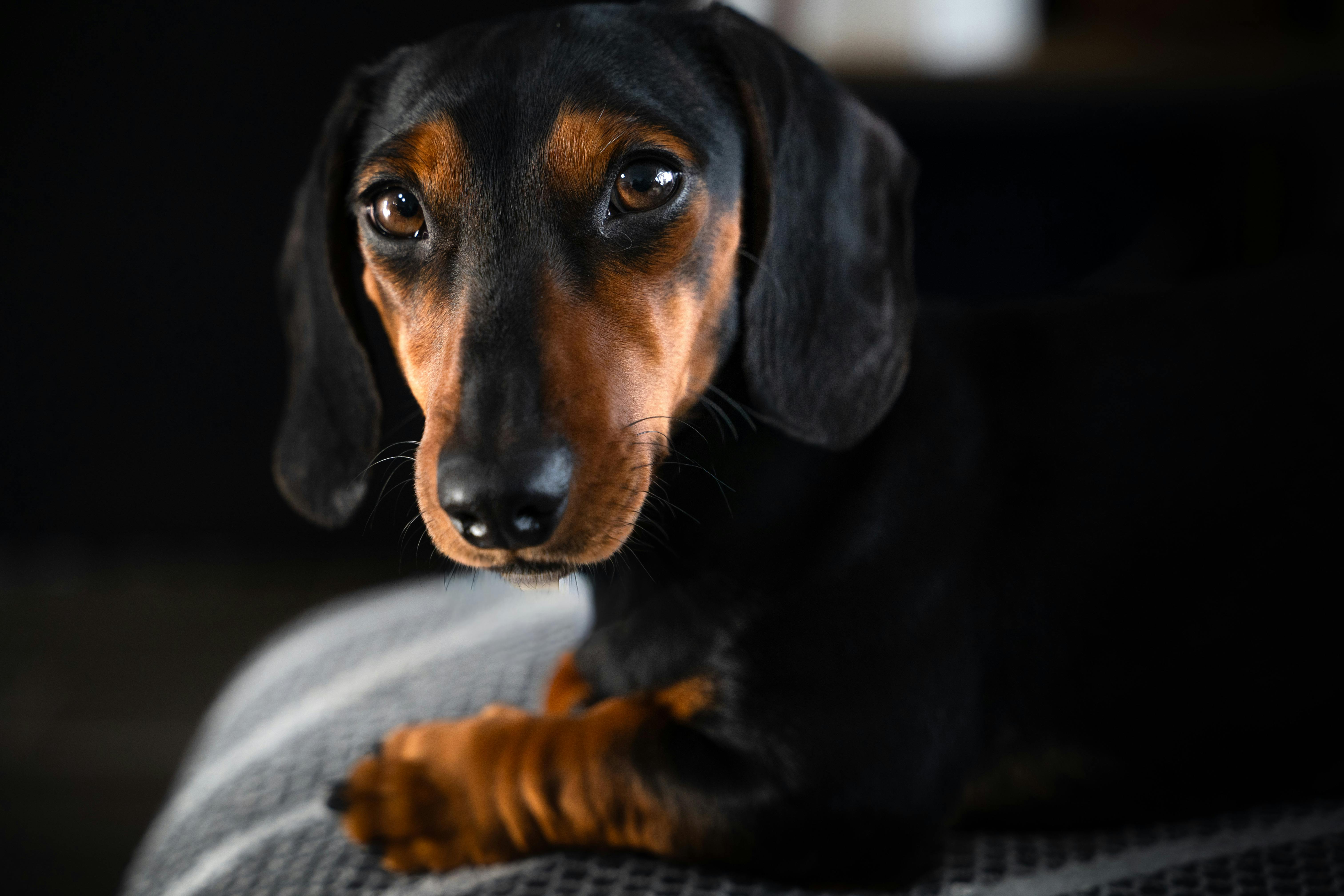 Best Dog Food for Dachshunds in 2026
