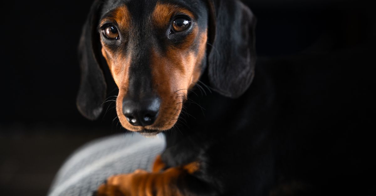 Dachshund