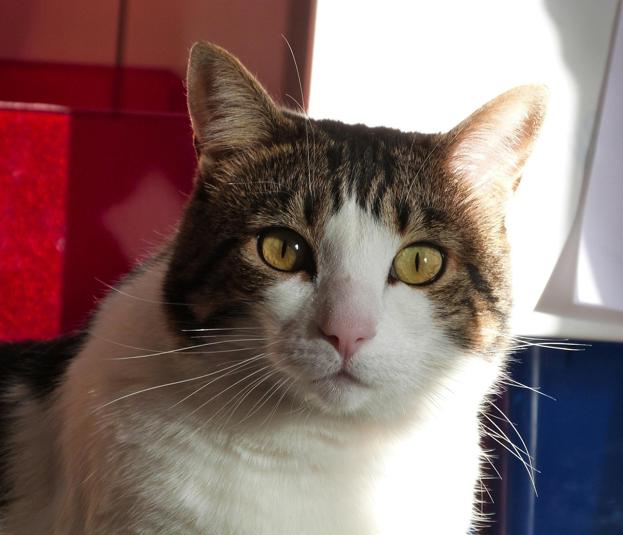 تذوق النبيذ في لافو