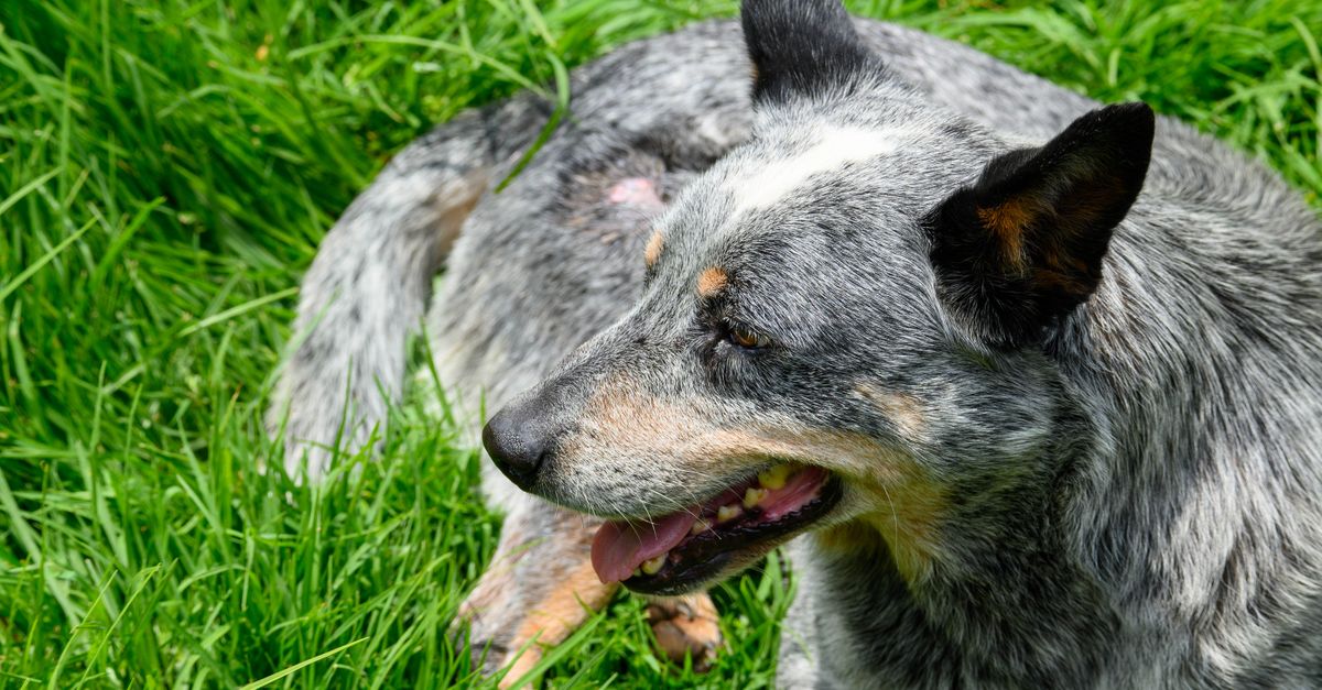 Blue Heeler Corgi Mix Parent: Blue Heeler Blue heeler corgi mix parent breed: a speckled blue heeler resting on bright green grass