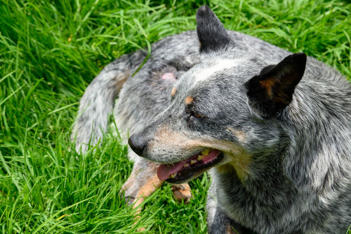 How Much Is a Dog X-Ray in Australia? 6 Vet Price Lists (2026)