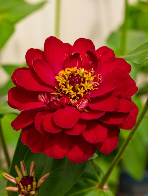 Free Close-up of a vibrant red zinnia flower in full bloom surrounded by lush green foliage. Stock Photo