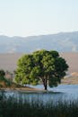 Serene Tree by Lakeside with Mountain View