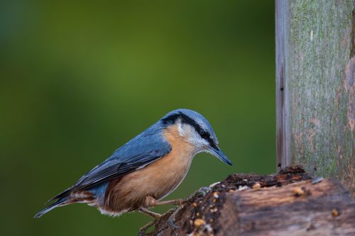 Free A detailed shot of an Eurasian Nuthatch perched on wood, highlighting its vibrant plumage against a natural green backdrop. Stock Photo