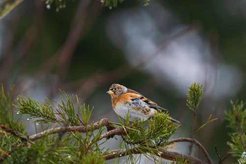 Free Close-up of a brambling sitting on a pine branch, captured with soft focus background. Stock Photo