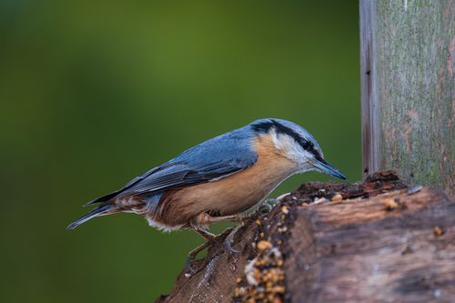 Free A detailed shot of a Eurasian Nuthatch perched on wood against a soft green background. Stock Photo