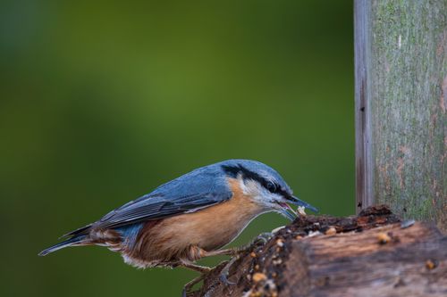 Free Close-up of a Eurasian nuthatch feeding on a tree trunk amidst lush greenery. Stock Photo