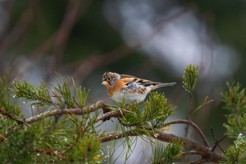 Free A vibrant Brambling perched on a pine branch, captured in natural light. Stock Photo