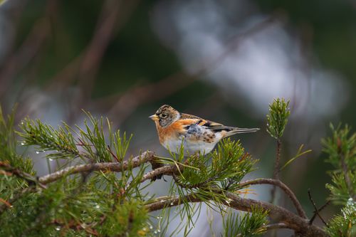Free A stunning brambling bird resting on a green pine branch, highlighting its vivid plumage. Stock Photo