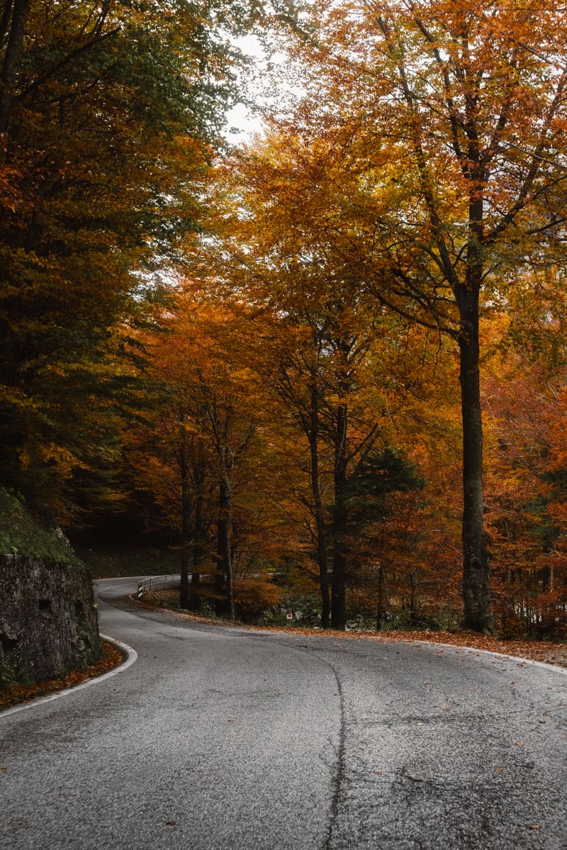 A curvy road winds through a forest of vibrant autumn foliage, offering a tranquil escape.
