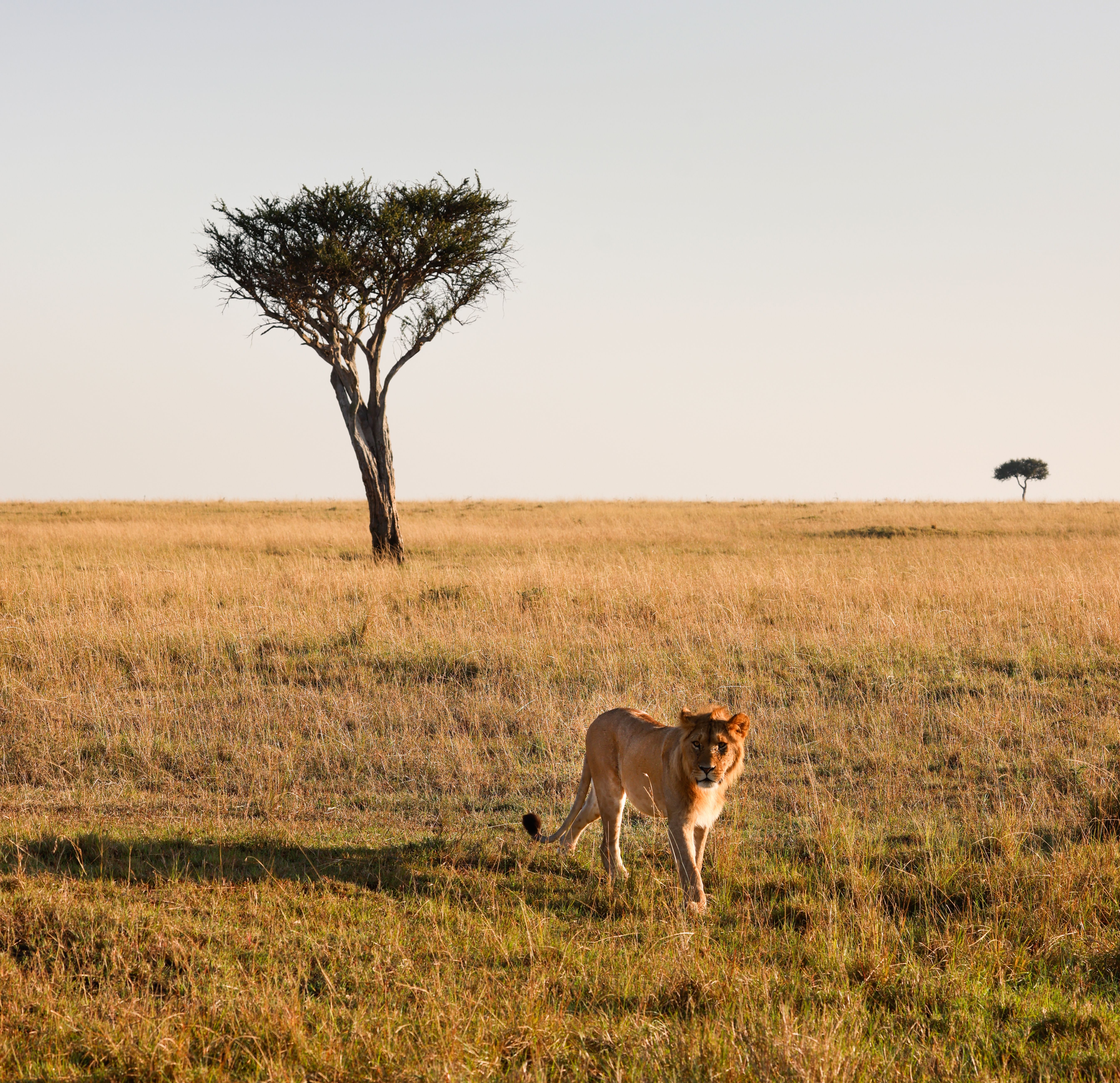 Do I Need a Visa for Kenya? eTA Cost, Fees & Entry Rules 2026