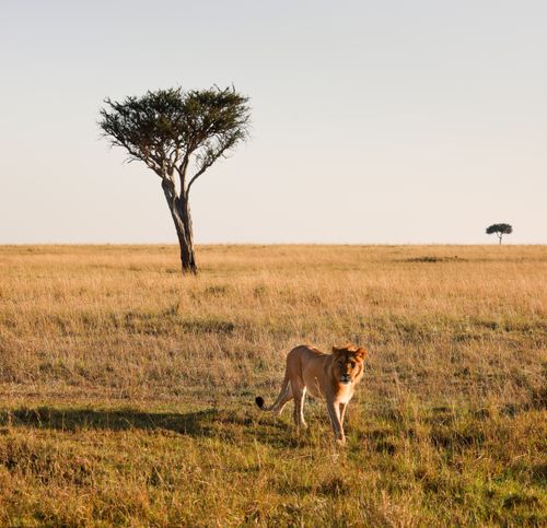 Free A lion roams the savanna in Maasai Mara, Kenya, near distinctive acacia trees. Stock Photo