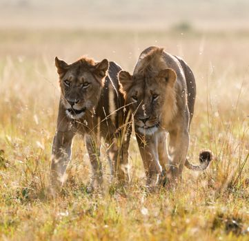 Two lions walking through sunlit grasslands in Kenya's Maasai Mara.