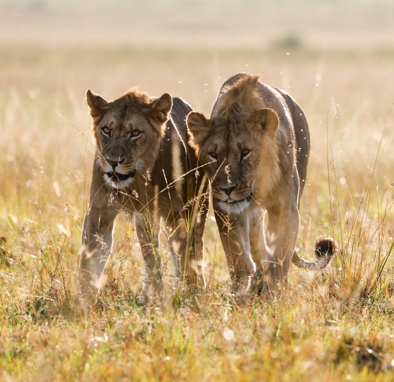 two lions walking through sunlit grasslands in kenya s maasai mara