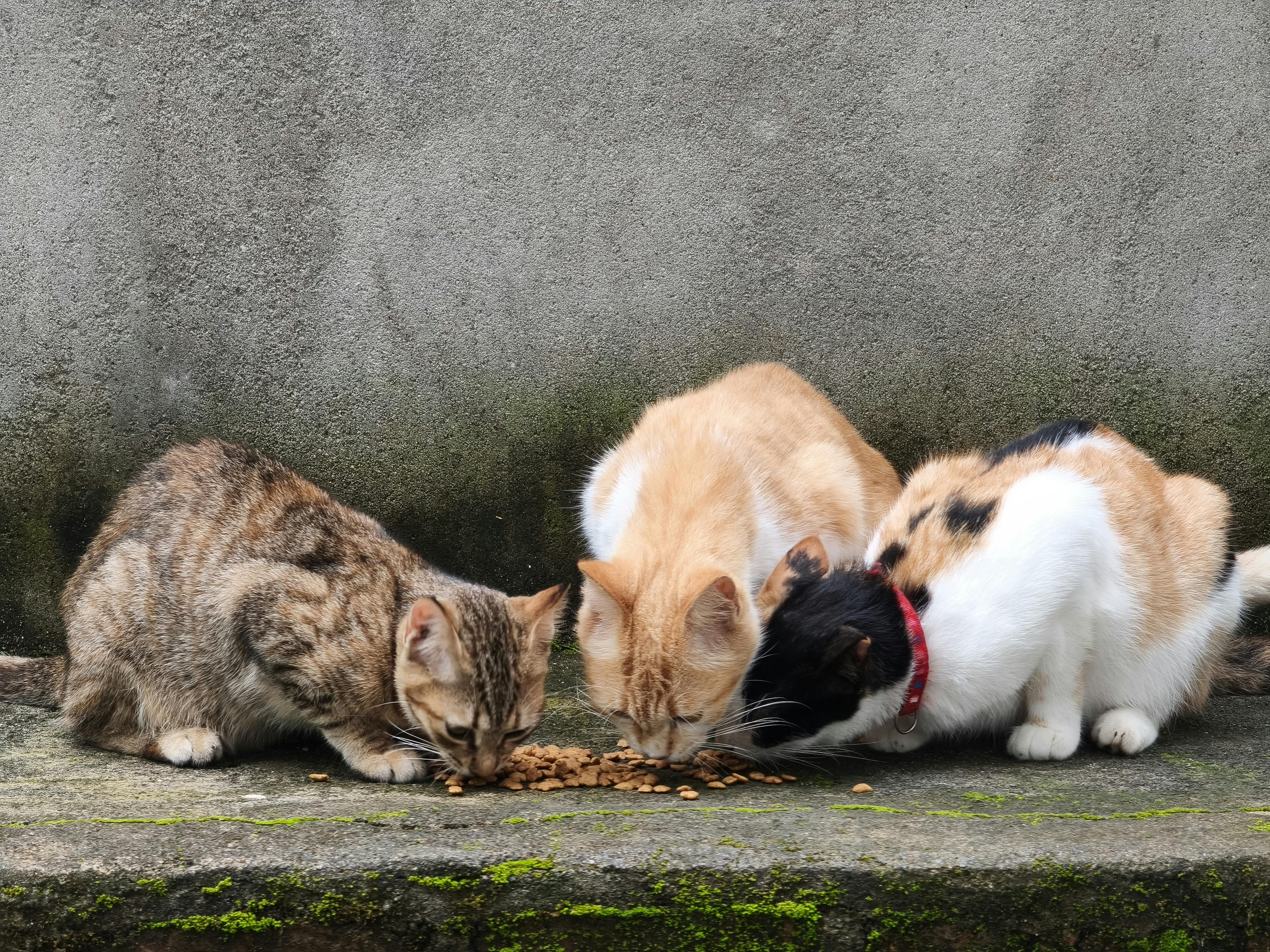 Nutrition Raises Pet Production Safety Standards — Photo by Alif Alatas on Pexels