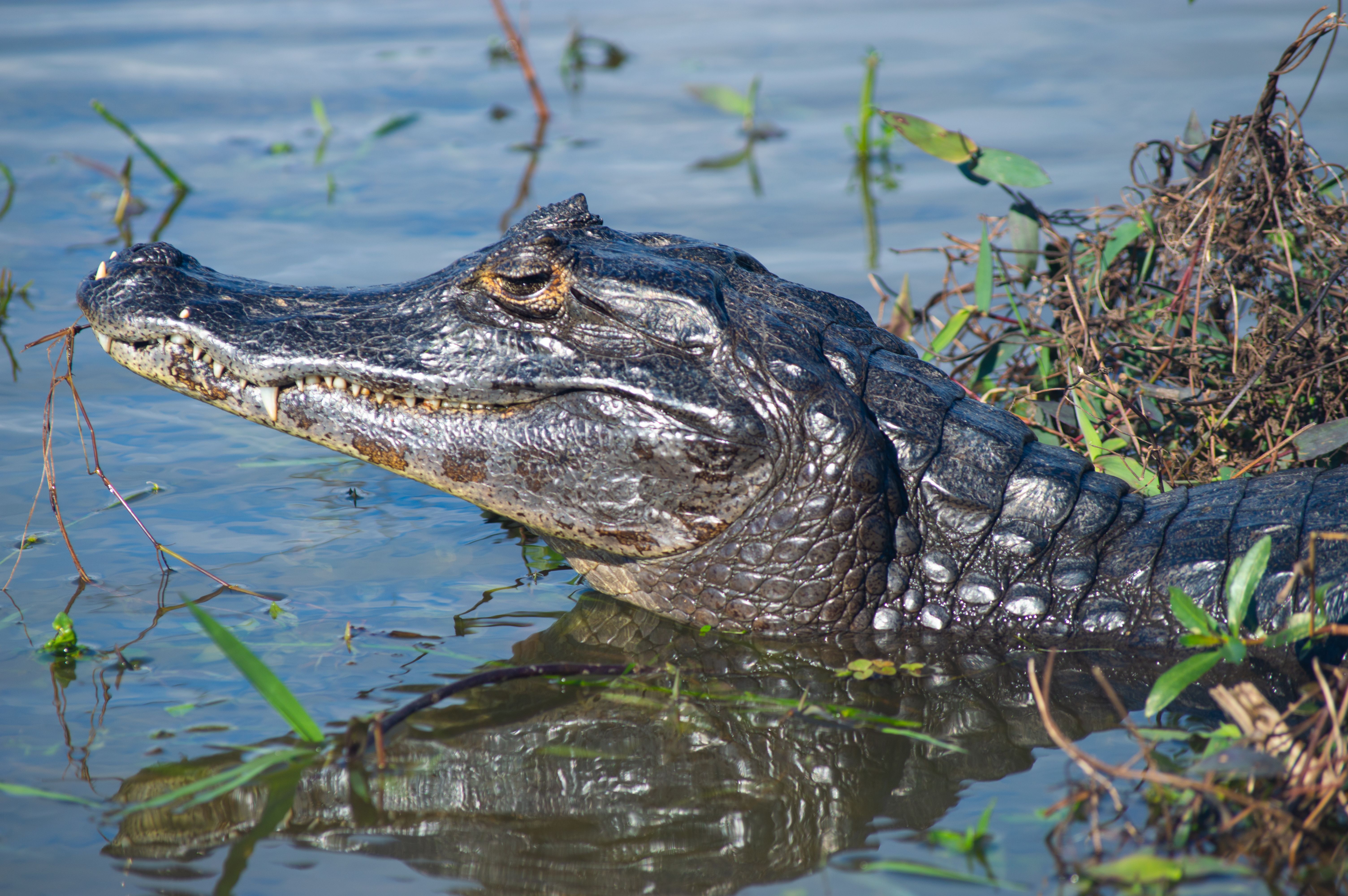 Capybaras and caimans in pristine Brazilian Pantanal wetland landscape