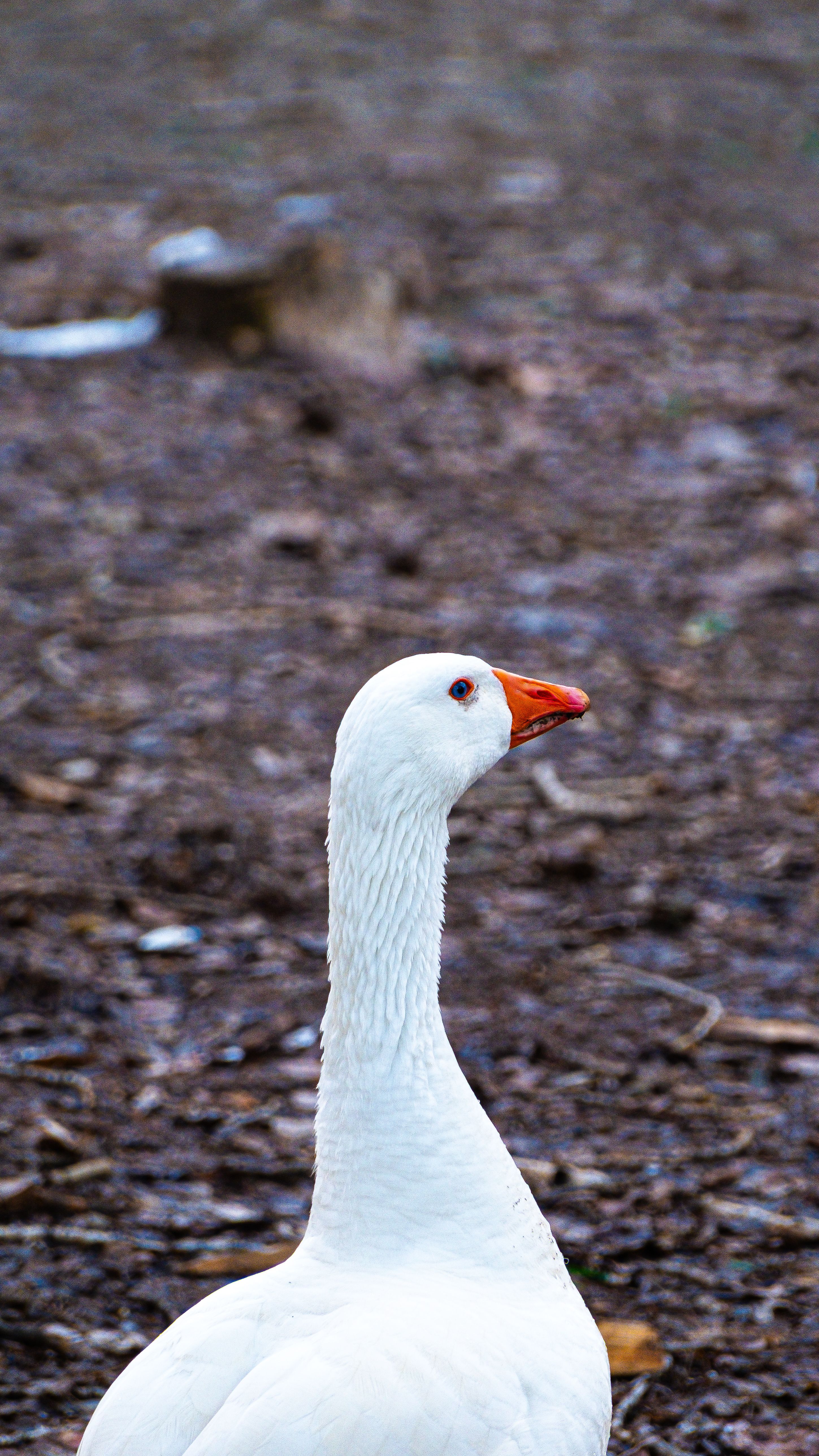 grátis Close-up de um ganso branco com bico vermelho ao ar livre em Ancara, Turquia. Foto profissional