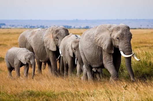 elephant photo