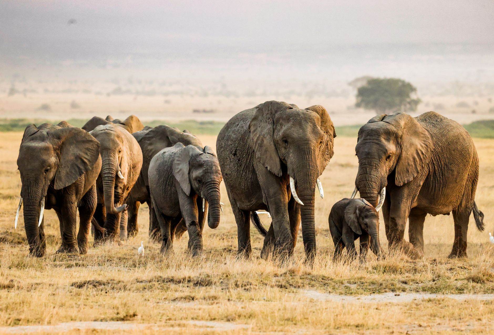Popular sights in Amboseli National Park Landmarks in Amboseli National Park
