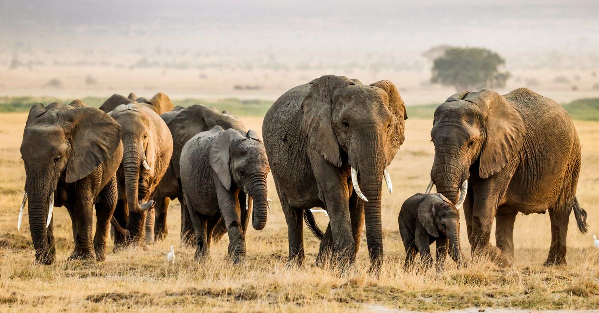 Amboseli National Park