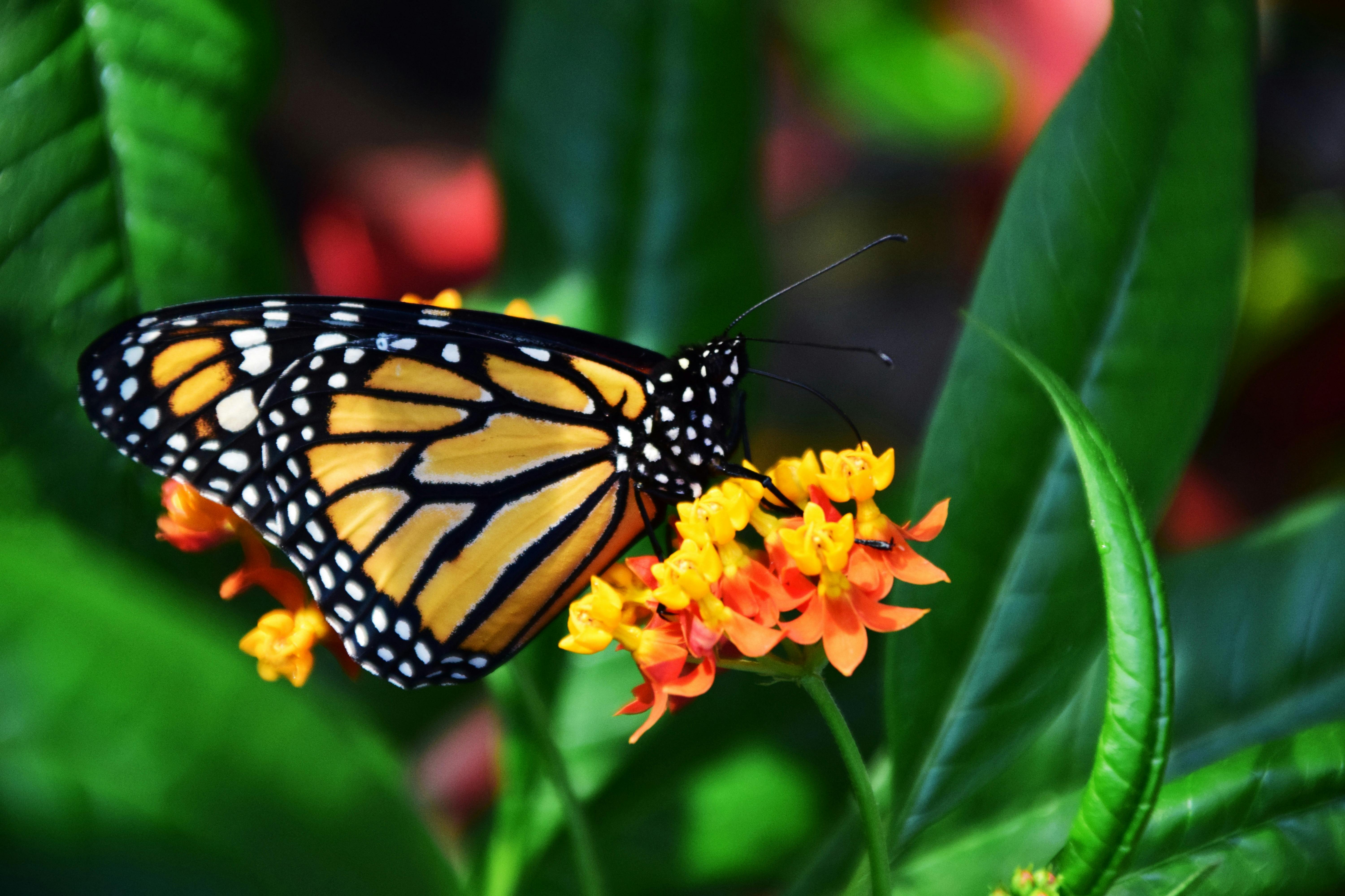 Free download Monarch Butterfly Insects Wallpaper Image featuring  Butterflies 1024x768 for your Desktop Mobile  Tablet  Explore 74 Monarch  Butterfly Wallpaper  Butterfly Wallpapers Butterfly Background Wallpaper  Butterfly