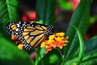 绿树成荫，一只充满活力的帝王蝶栖息在鲜艳的橙色花朵上