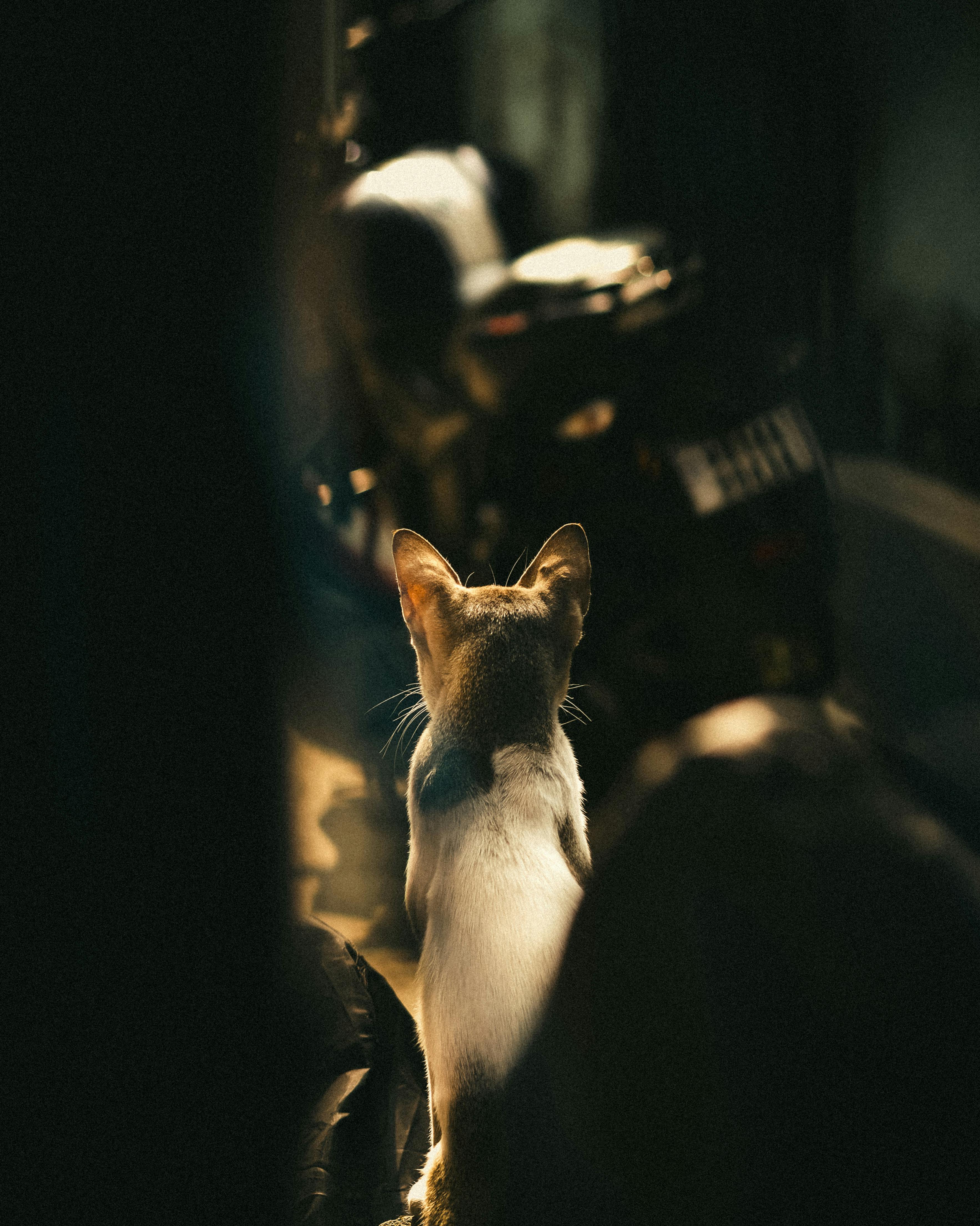 бесплатная Бесплатное стоковое фото с безмятежность, вечер, вид сзади Стоковое фото