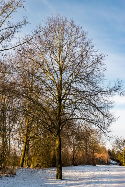 Free A tranquil winter view of bare trees against a blue sky in a snowy landscape. Stock Photo