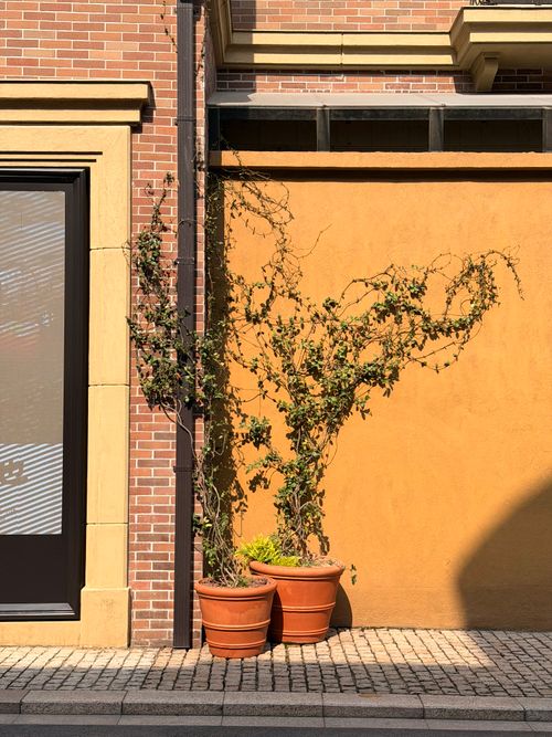 Free Two terracotta pots with climbing plants set against a vibrant yellow wall. Stock Photo