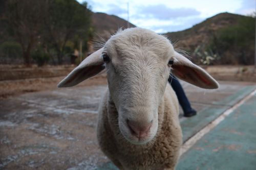 Free Adorable lamb in South African countryside with mountains in the background. Stock Photo