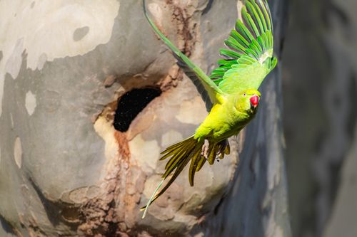 Free A vibrant green parakeet flying beside a textured tree in natural light. Stock Photo