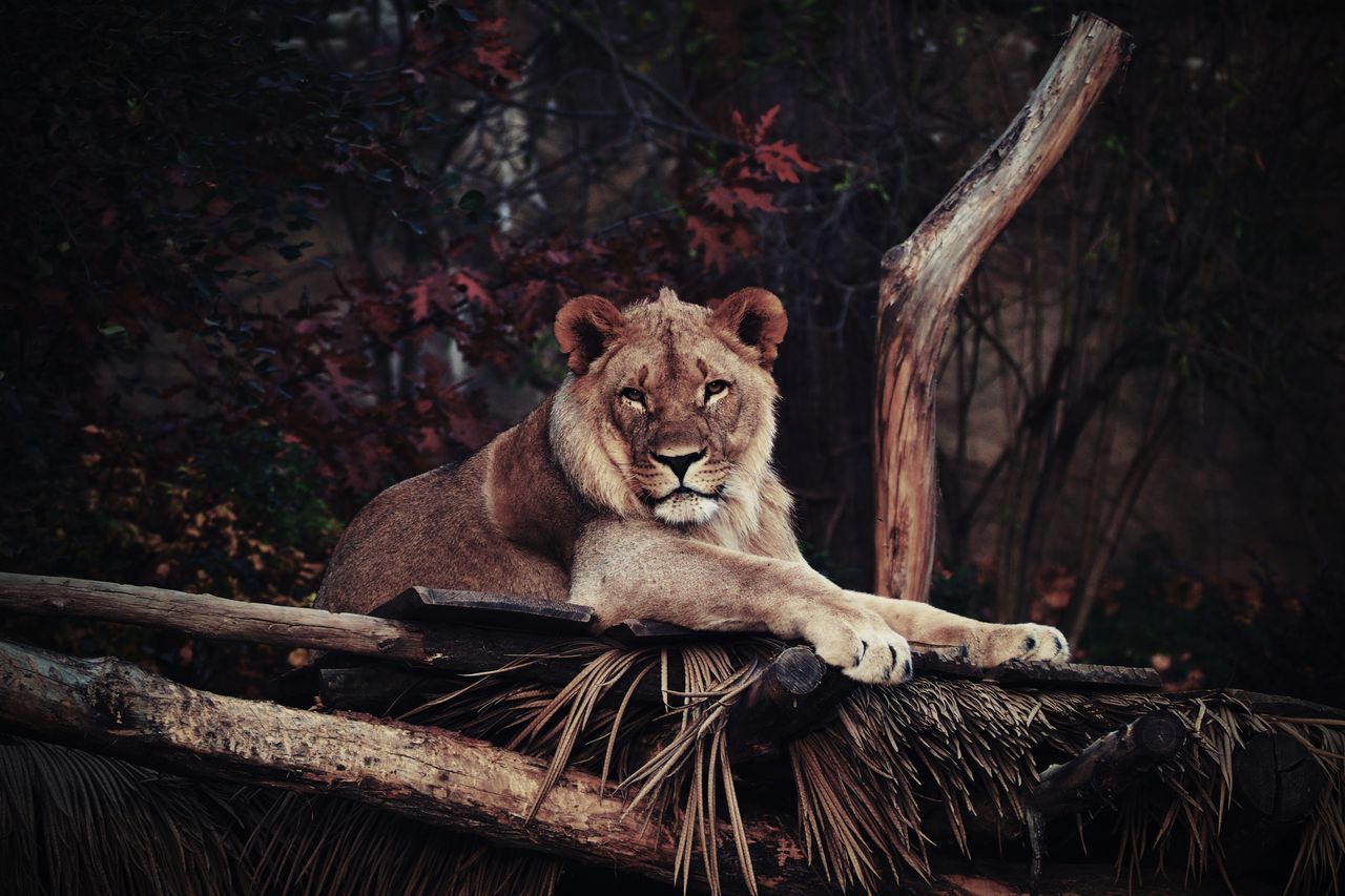 a lioness relaxes elegantly on a wooden platform in a forest setting d