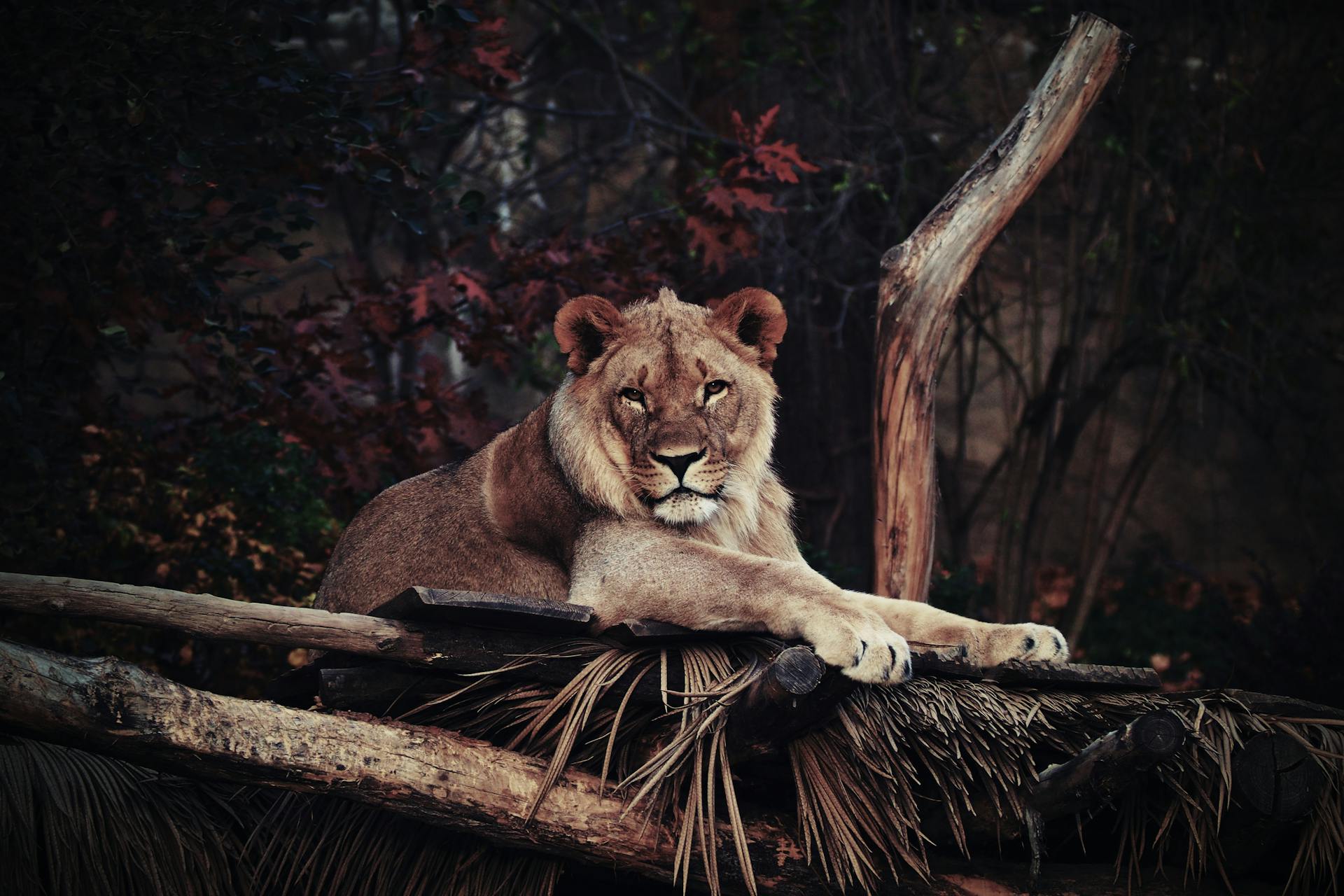 Wildlife Photography of Brown Lion