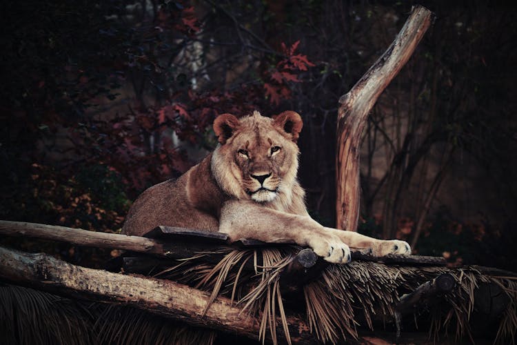 Wildlife Photography Of Brown Lion