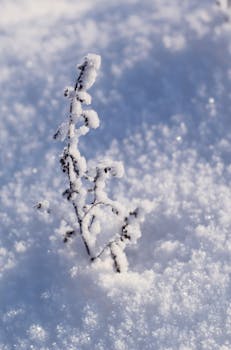 Delicate plant branches frosted with snow in a serene winter scene.