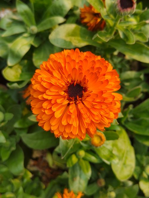 Free Stunning close-up of a vibrant orange Calendula flower against lush green leaves, showcasing its natural beauty. Stock Photo