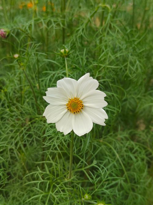 Free Close-up of a white cosmos flower blooming amidst green foliage, showcasing nature's simplicity. Stock Photo