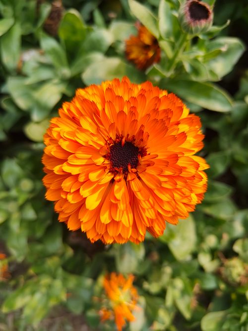 Free Close-up of a bright orange calendula flower surrounded by green foliage, showcasing nature's beauty. Stock Photo