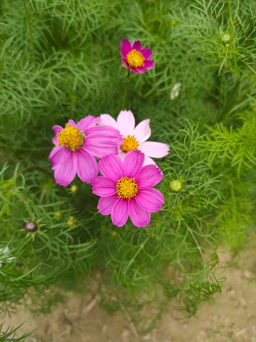 Free Beautiful close-up of pink Cosmos flowers blossoming in lush green foliage. Stock Photo