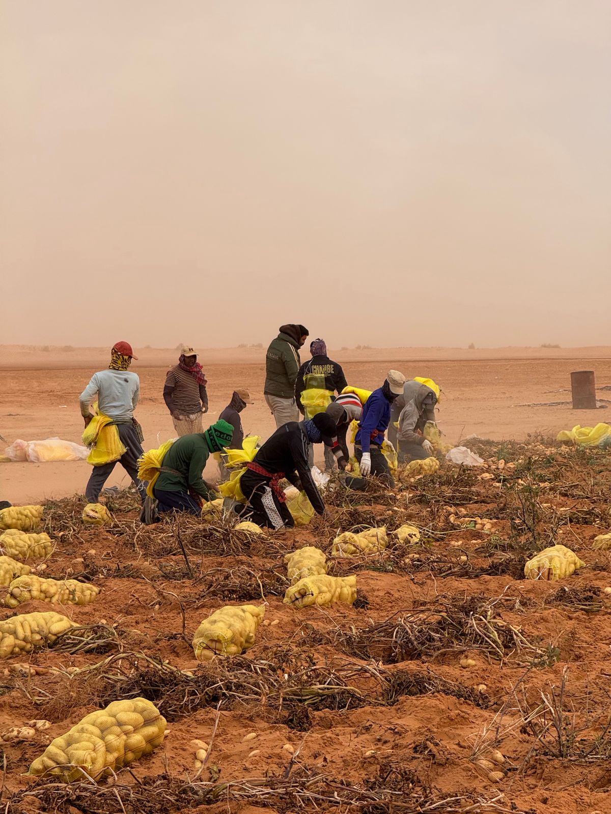 Farm workers harvesting vegetables