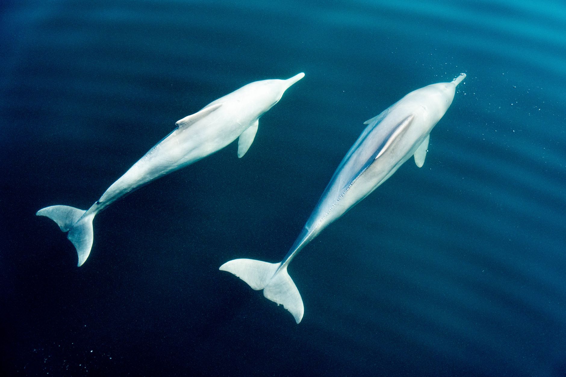 Flipper