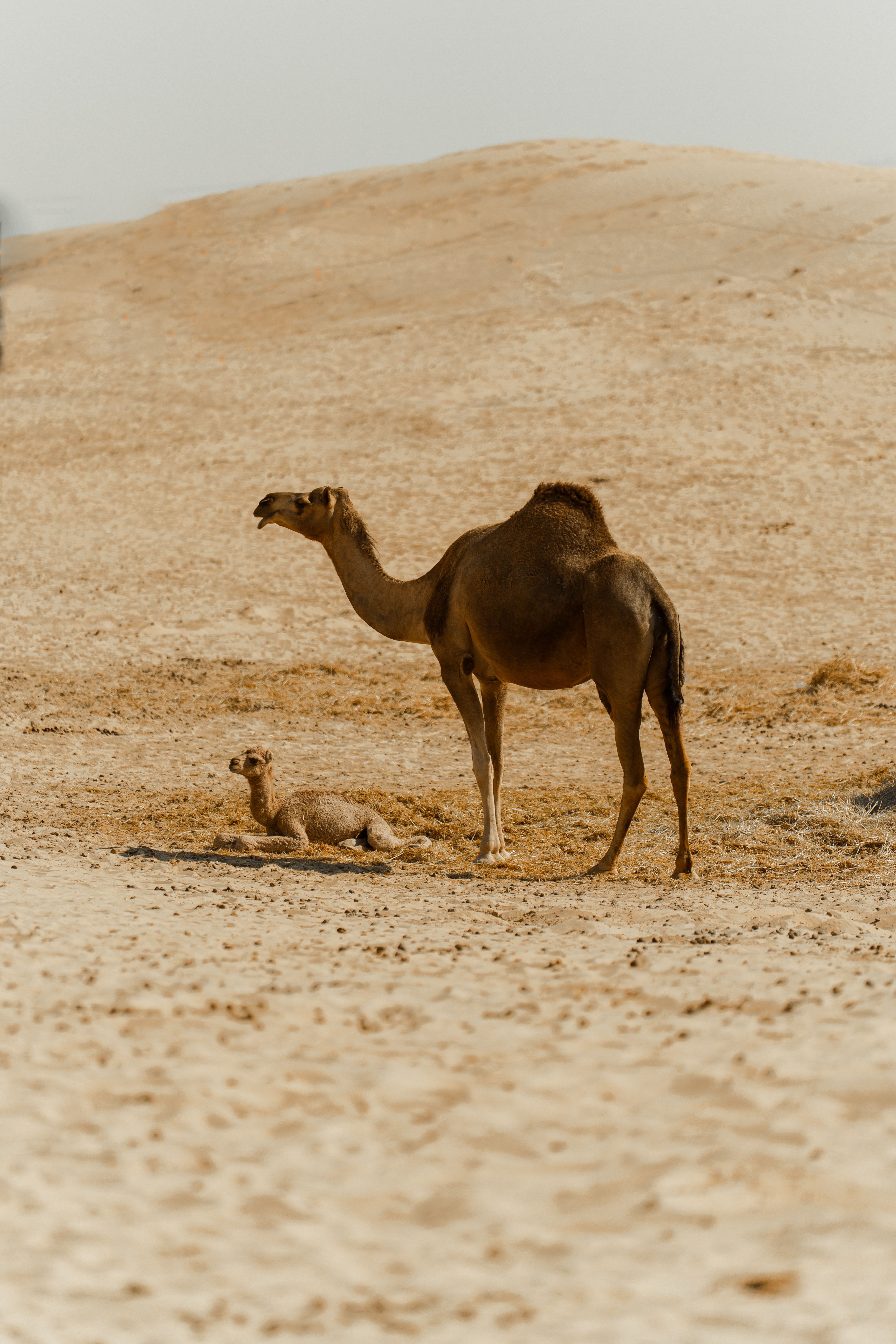 Camel and calf resting in the Abu Dhabi desert under the sun.