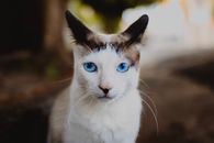 一只蓝眼睛猫的迷人肖像，在户外格外引人注目