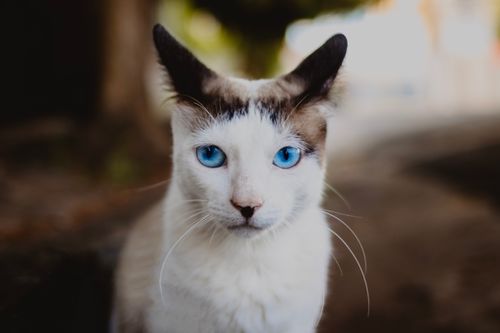 Free Captivating portrait of a blue-eyed cat with striking features, outdoors. Stock Photo