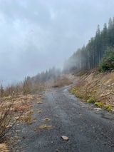 Next loop: misty forest road — photo by Ban Neyro on Pexels